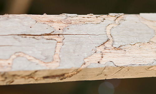 厳しい気候変化や白アリにも耐え抜きます。